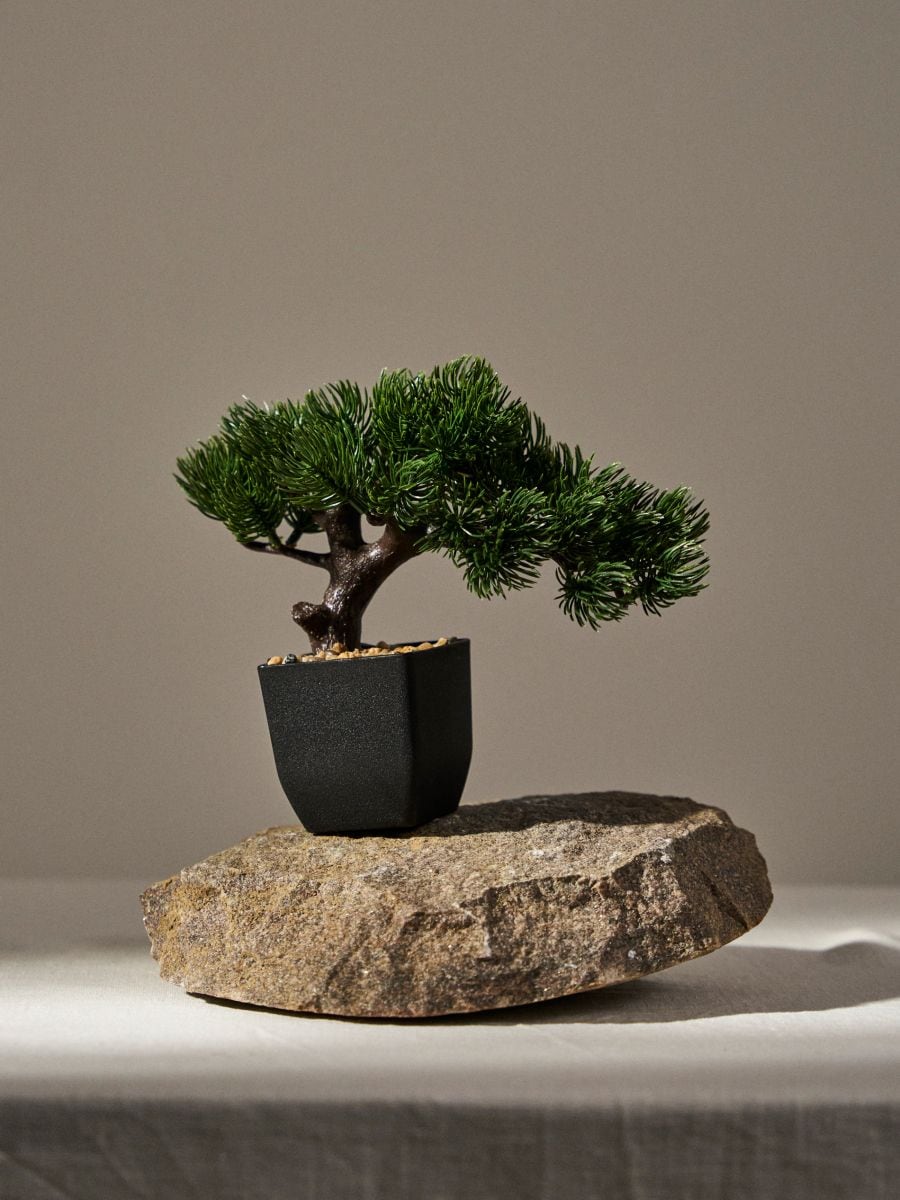 Drzewko bonsai w doniczce - zielony - SINSAY